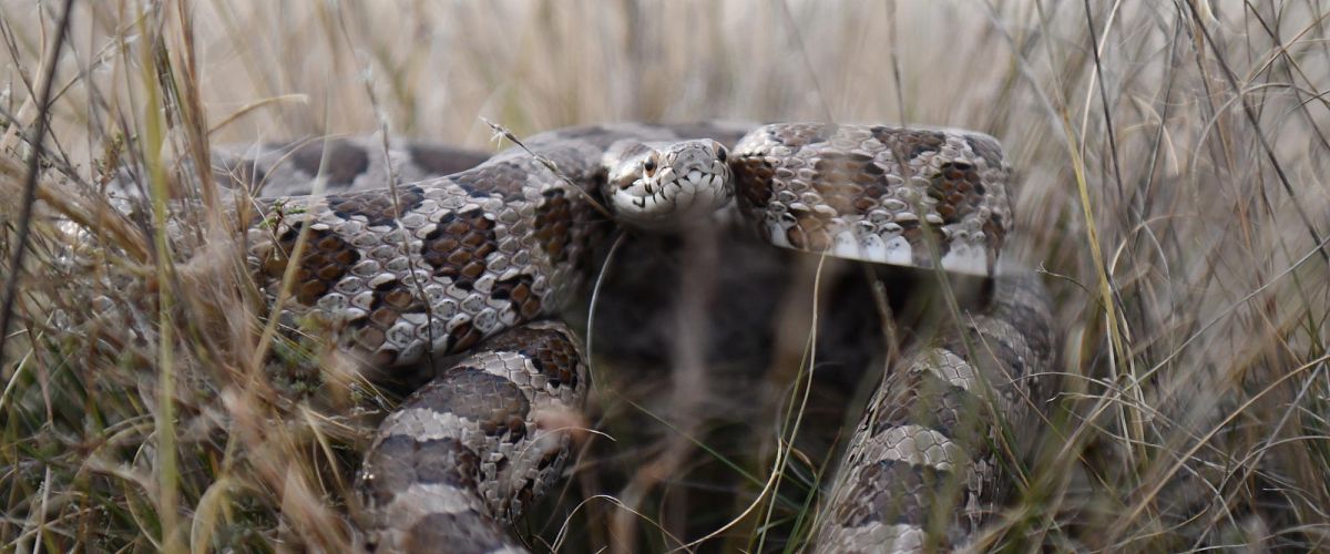 Rattlesnakes in the Okanagan