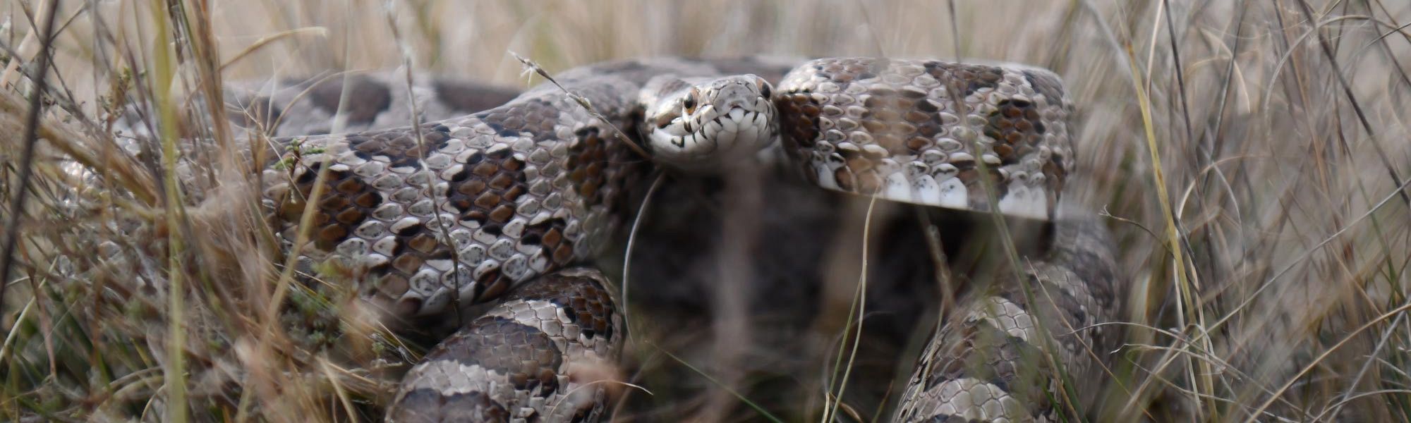 Rattlesnakes in the Okanagan